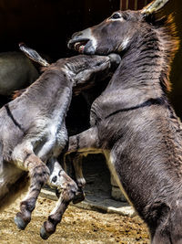 Close-up of horses