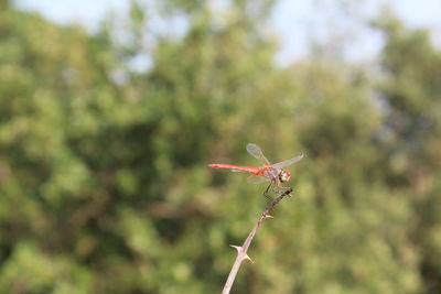 Close-up of dragonfly on plant