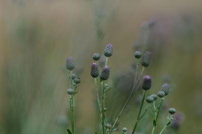 Close-up of flower buds growing outdoors