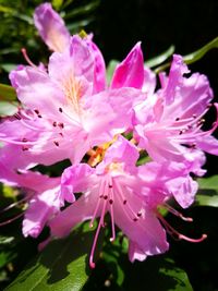 Close-up of insect on pink flower blooming outdoors