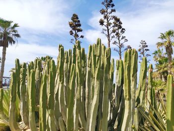 Low angle view of succulent plants on field against sky