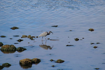 View of birds in lake