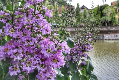 Close-up of purple flowering plants