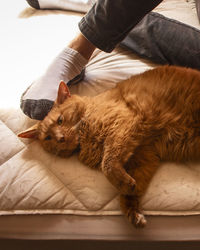 Low section of person with cat resting on floor