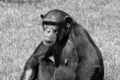 Portrait of chimpanzee on field in zoo