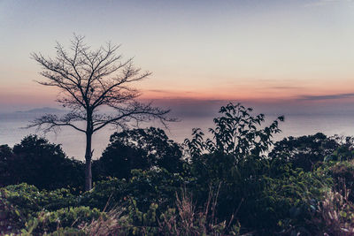 Silhouette plants against sky during sunset