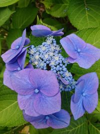 Close-up of purple hydrangea flowers