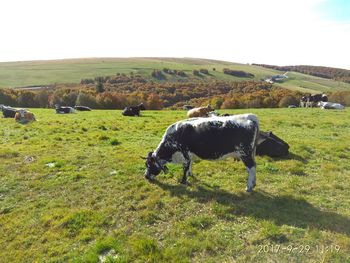 Cows grazing on field against sky