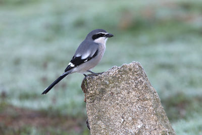 Close-up of bird perching on rock