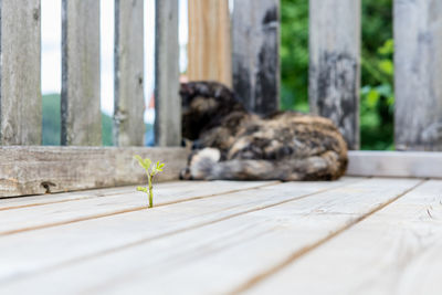 Cat lying on wooden floor