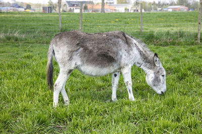 Side view of a horse on field