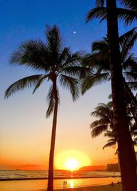 Palm trees at beach during sunset