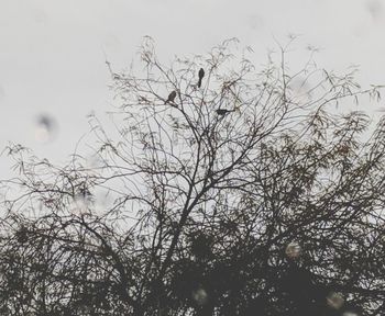 Low angle view of bare trees against sky