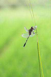 Close-up of insect on plant