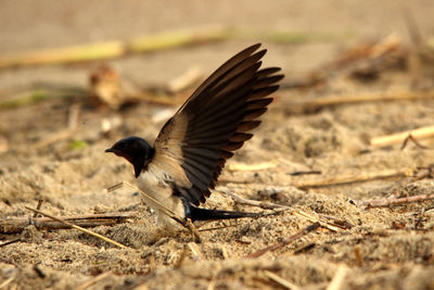 Close-up of bird flying