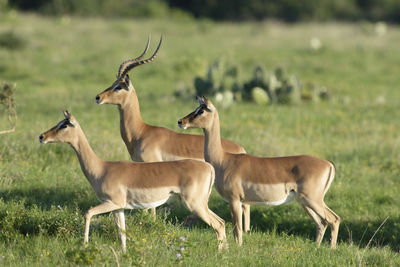 Deer standing in a field