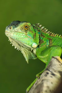 Close-up of lizard