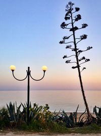 Plants by sea against sky during sunset