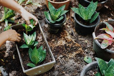 High angle view of potted plant in pot