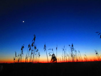 Silhouette plants on field against sky at dusk