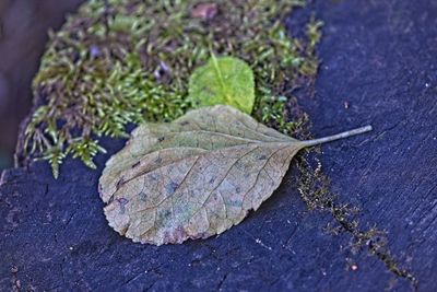 leaf