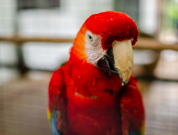 Close-up of a parrot