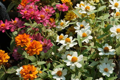 High angle view of flowering plants