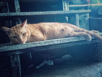 Cat sleeping on floor