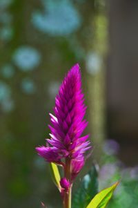 Close-up of fresh purple coneflower blooming outdoors