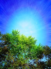 Low angle view of trees against blue sky