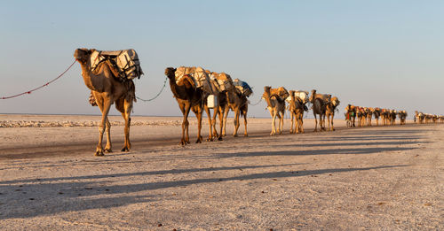 Panoramic view of horses on road against sky