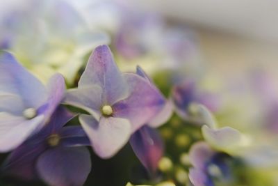 Close-up of flowers blooming outdoors