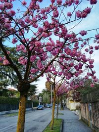 View of cherry blossom trees in city