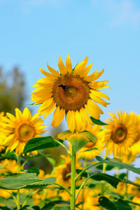 Close-up of yellow sunflower field of sunflowers.