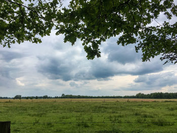 Scenic view of agricultural field against sky