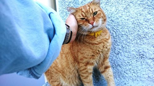 Cropped hand pampering brown cat against wall