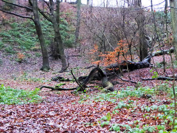 Close-up of plants against trees