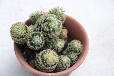 Close-up of potted plant on table