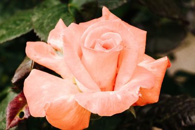 Close-up of rose flower