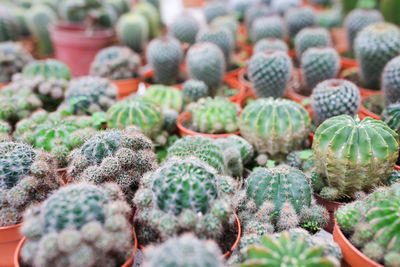 Close-up of succulent plant