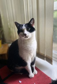 Close-up of cat looking at home