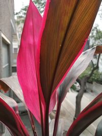 Close-up of pink flowering plant