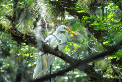 Bird perching on tree