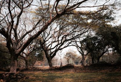 Trees on landscape against sky