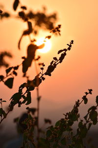 Close-up of silhouette plant against sky during sunset