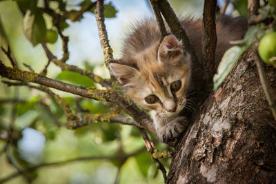 Low angle view of cat on tree trunk