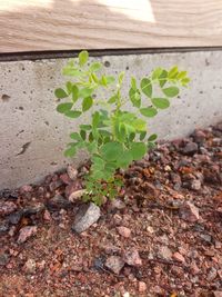 High angle view of small plant growing outdoors