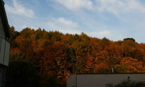 Trees against sky during autumn