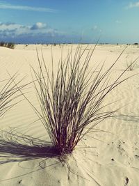 Plant growing on sand at beach against sky