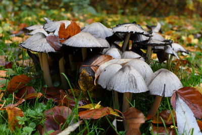 Mushrooms on field